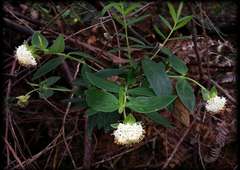 Pimelea ligustrina ligustrina