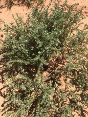 Cryptantha crassisepala crassisepala