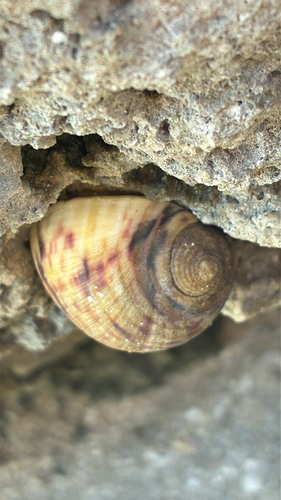 Nerita peloronta observed 2026-10-26