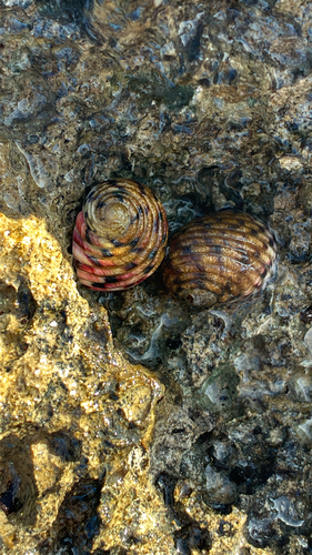 Nerita versicolor observed 2026-10-26