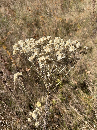 Pseudognaphalium obtusifolium observed 2026-10-27