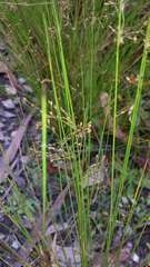 Juncus pauciflorus