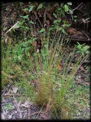 Juncus pauciflorus
