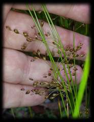 Juncus pauciflorus