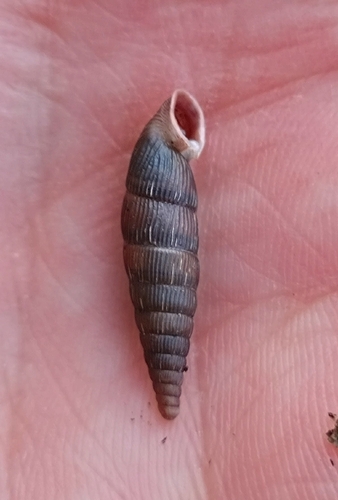 Clausilia observed 2026-10-27