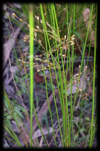 Image of Juncus pauciflorus by (c) Russell Best, some rights reserved (CC BY)