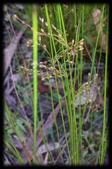 Juncus pauciflorus