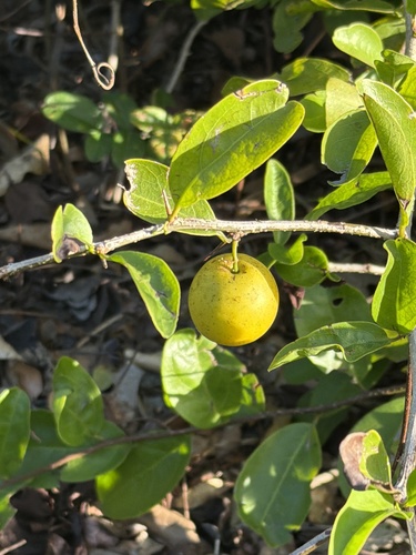 Ximenia americana observed 2026-10-27