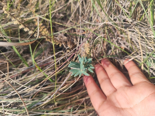 Cheilanthes observed 2026-10-27