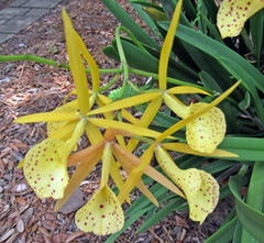 × Brassocattleya