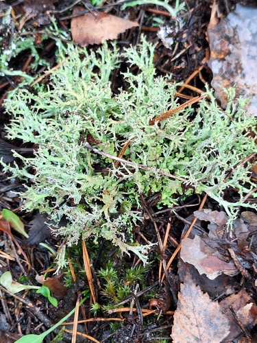 Cladonia observed 2026-10-27
