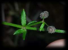 Galium australe