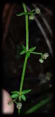 Galium australe