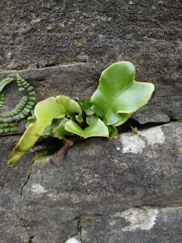 Asplenium scolopendrium observed 2026-10-27