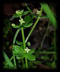 Galium leiocarpum