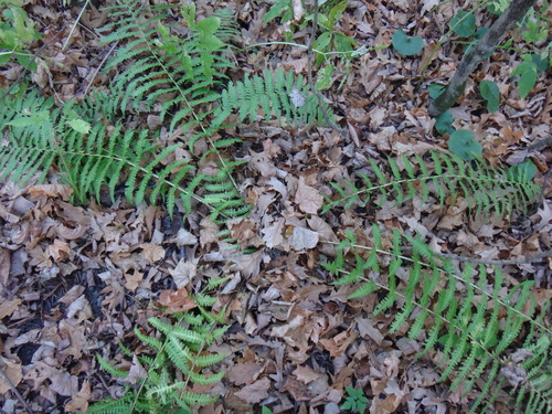 Dryopteris filix-mas observed 2026-10-27
