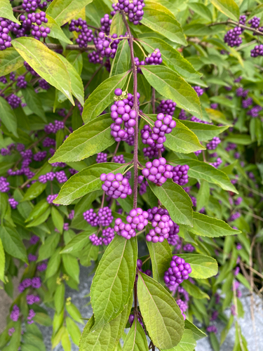 Callicarpa observed 2026-10-27
