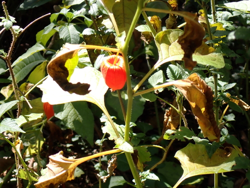 Physalis observed 2026-10-27