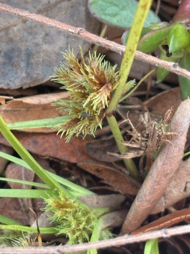 Cyperus squarrosus observed 2026-10-27