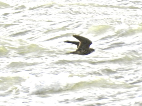 Falco columbarius observed 2026-10-27