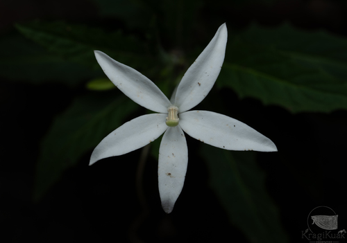 Hippobroma longiflora observed 2026-10-27