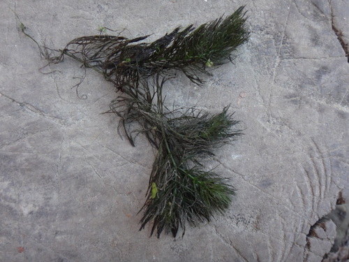 Ceratophyllum demersum observed 2026-10-27