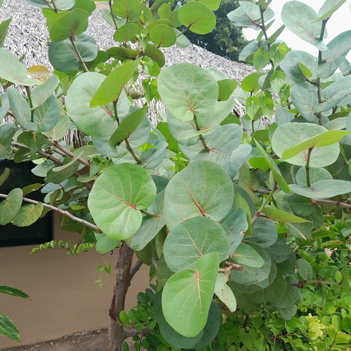 Coccoloba uvifera observed 2026-10-27