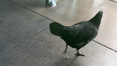 Gallus, 2026-10-26