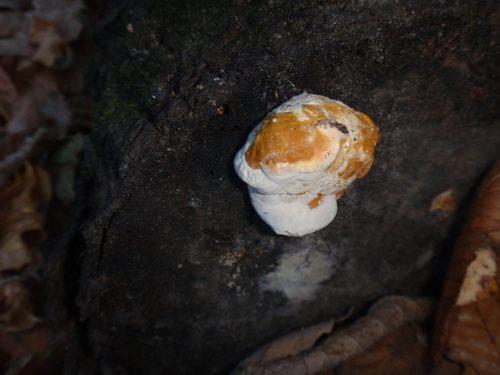 Fomitopsis pinicola observed 2026-10-27