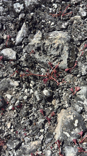 Portulaca observed 2026-10-27