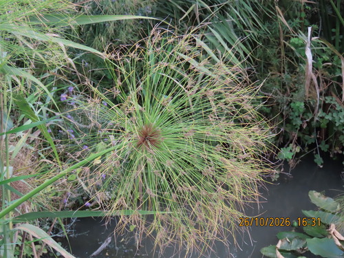 Cyperus papyrus observed 2026-10-26