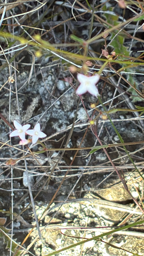 Hedyotis observed 2026-10-27