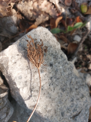 Daucus, 2026-10-27