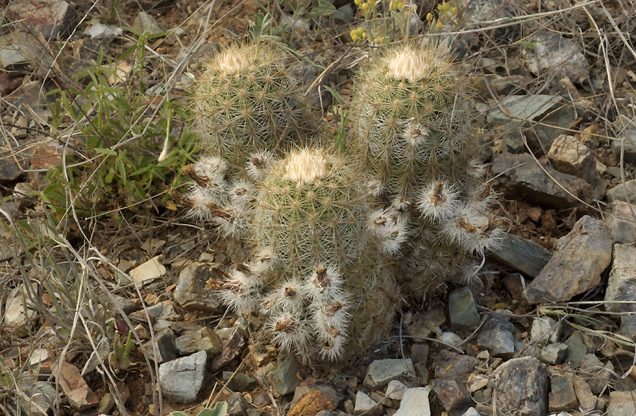 Golden-spine Hedgehog Cactus