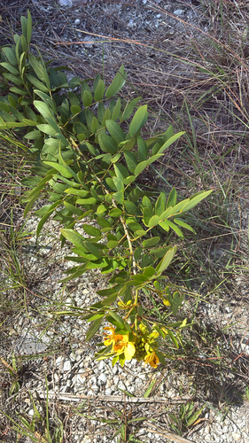 Cassia observed 2026-10-27