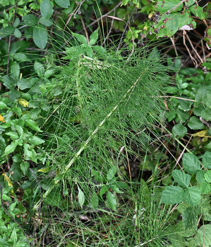 Equisetum telmateia observed 2026-10-27