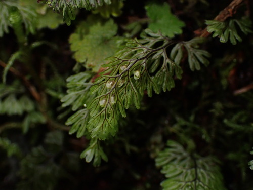 Hymenophyllum observed 2026-10-27