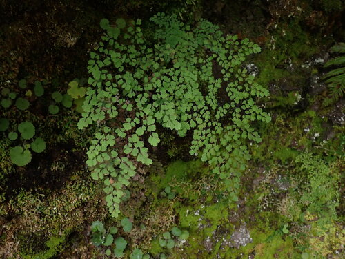 Adiantum aethiopicum observed 2026-10-27