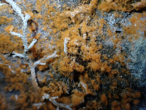 Trentepohlia observed 2026-10-27