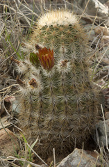 Echinocereus neocapillus