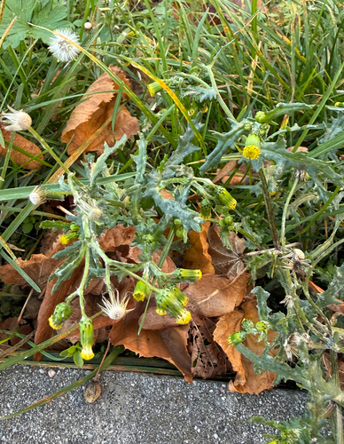 Senecio vulgaris observed 2026-10-27