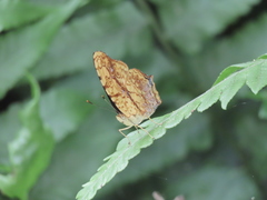 Symbrenthia lilaea formosanus