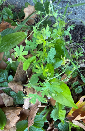 Geranium observed 2026-10-27