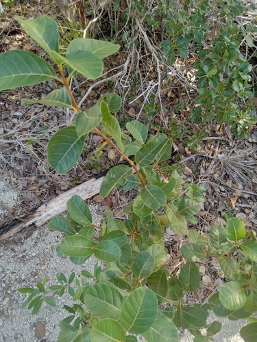 Pisonia observed 2026-10-27