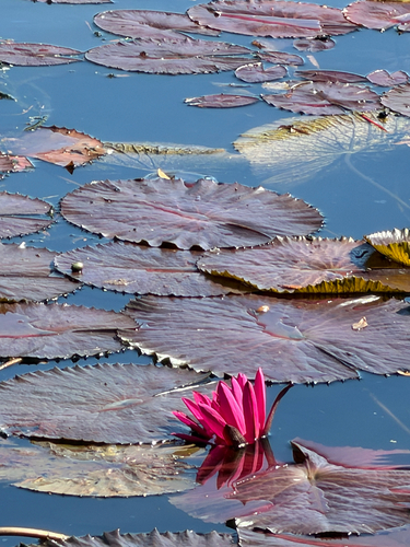Nymphaea observed 2026-10-27