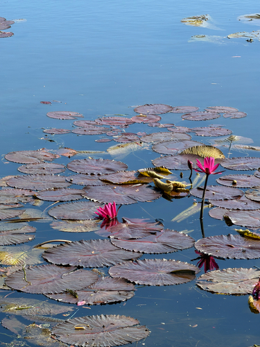 Nymphaea observed 2026-10-27