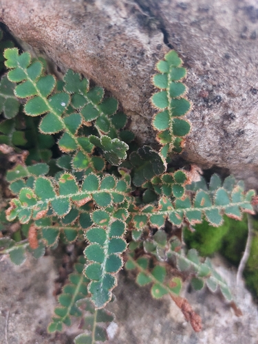 Asplenium observed 2026-10-27
