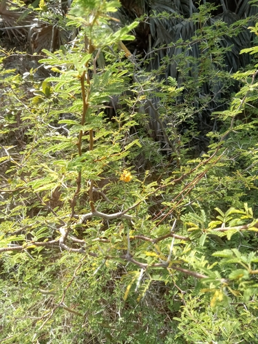 Vachellia farnesiana observed 2026-10-27