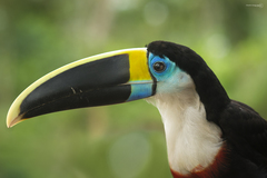 White-Throated Toucan photo 3
