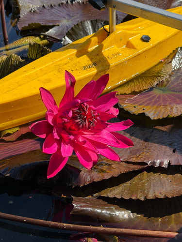 Nymphaea observed 2026-10-27